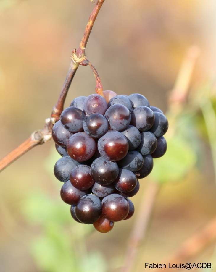 La grappe de FLEURIE