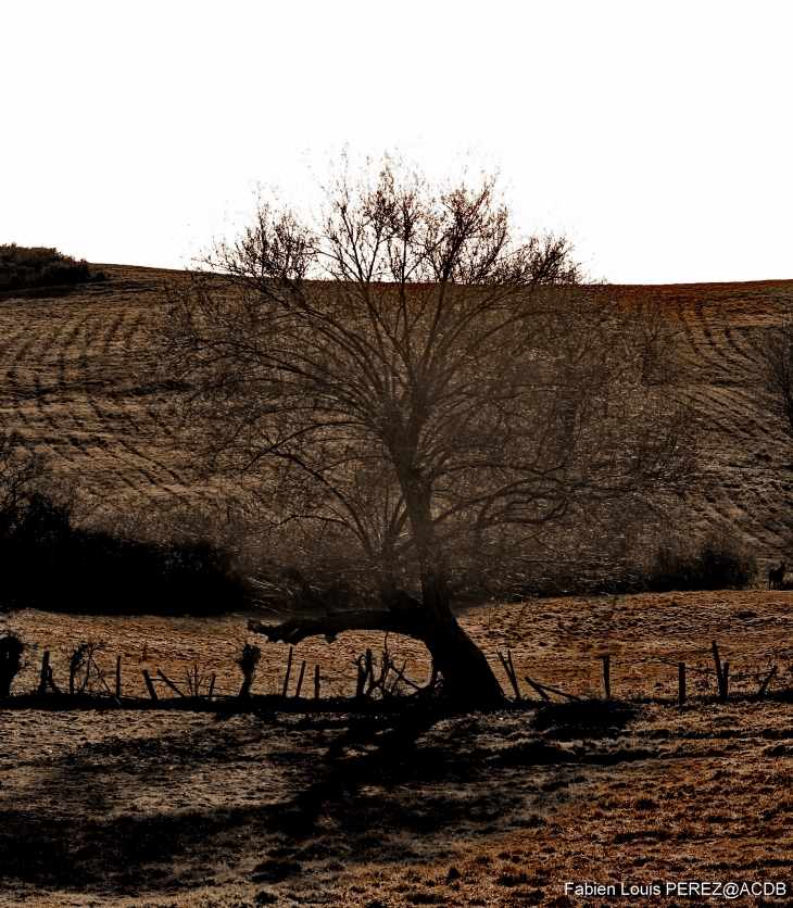 La vielle campagne - Fleurie