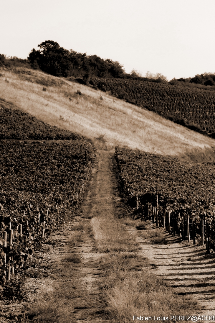 Le chemin de l'oubli - Fleurie