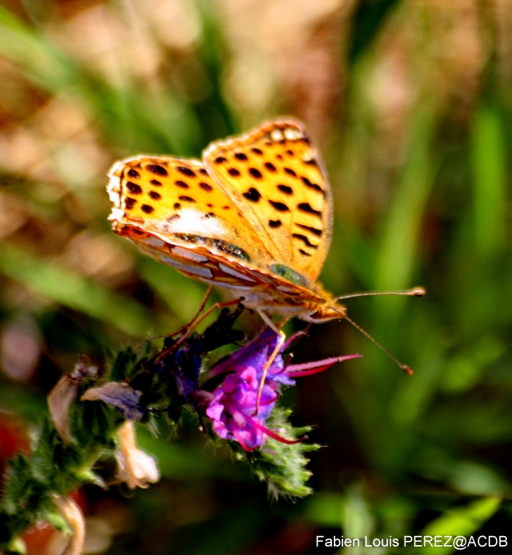 Le papillon - Fleurie