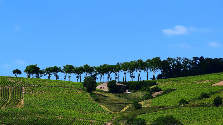 Campagne - Fleurie