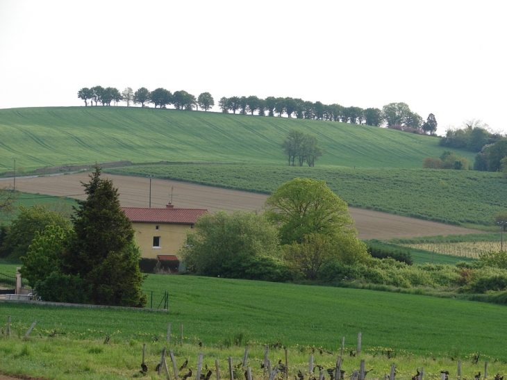 La campagne fleurinoise - Fleurieux-sur-l'Arbresle