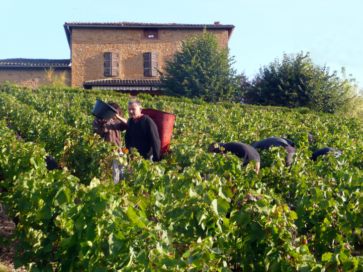 Vendanges - Gleizé