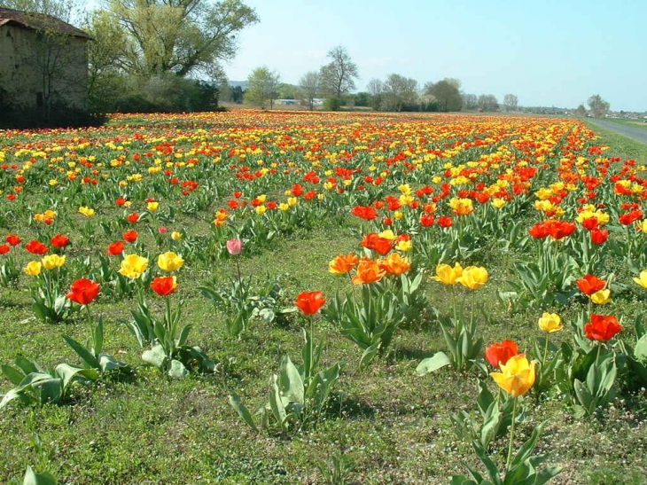 Champ de Tulipe entre Les Chères et Quincieux