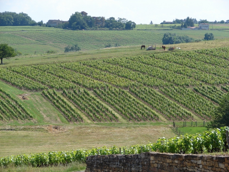 Le Vignoble - Liergues