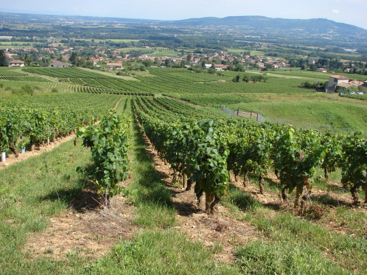 Le vignoble - Lucenay