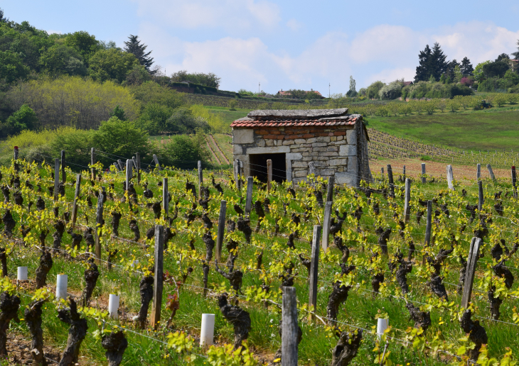 Cadole - Lucenay