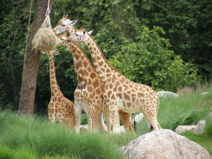 Plaine africaine au parc de la tete d'or - Lyon