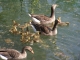 Photo précédente de Lyon une des nombreuse couvées du printemps 2011