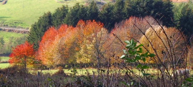 Automne - Mardore