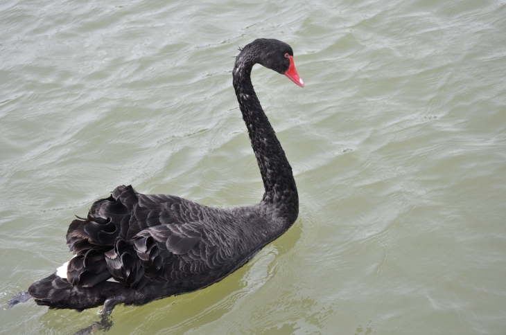  Cygne Noir - Neuville-sur-Saône