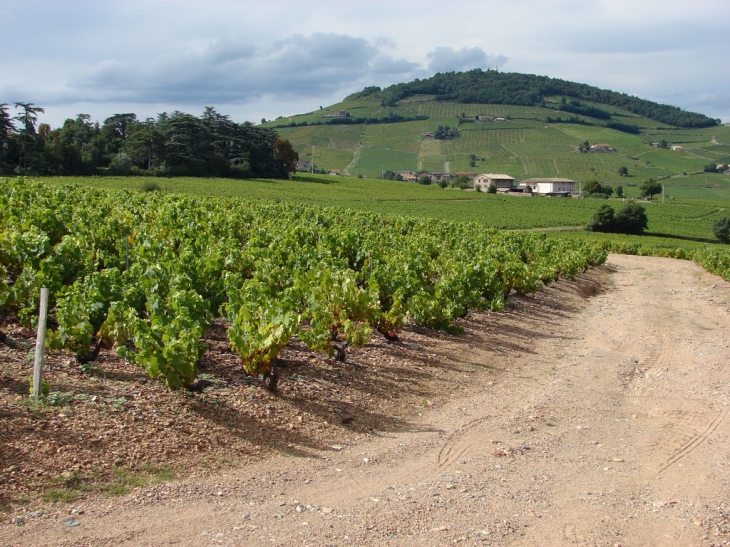 Le Mont Brouilly - Odenas