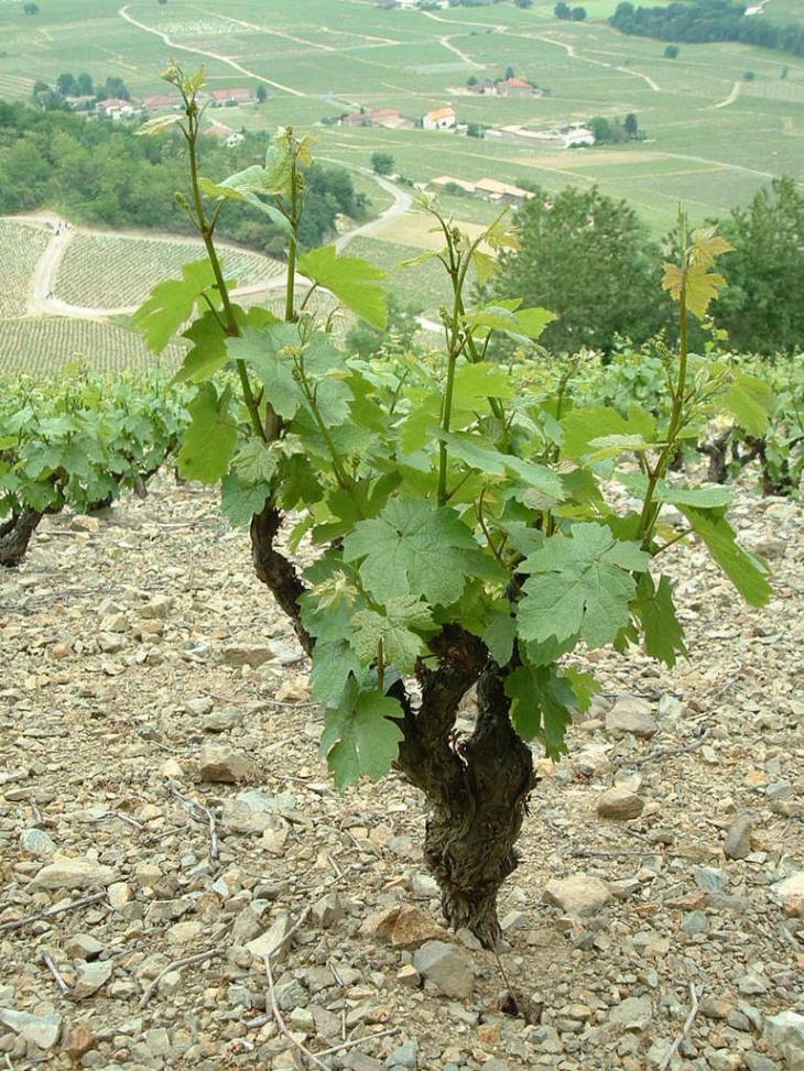 Autour du Mont Brouilly - Odenas