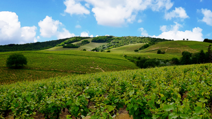 Le Saburin - Quincié-en-Beaujolais