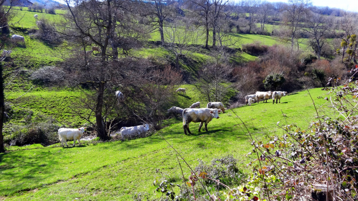 Le long du Sandrin - Rivolet