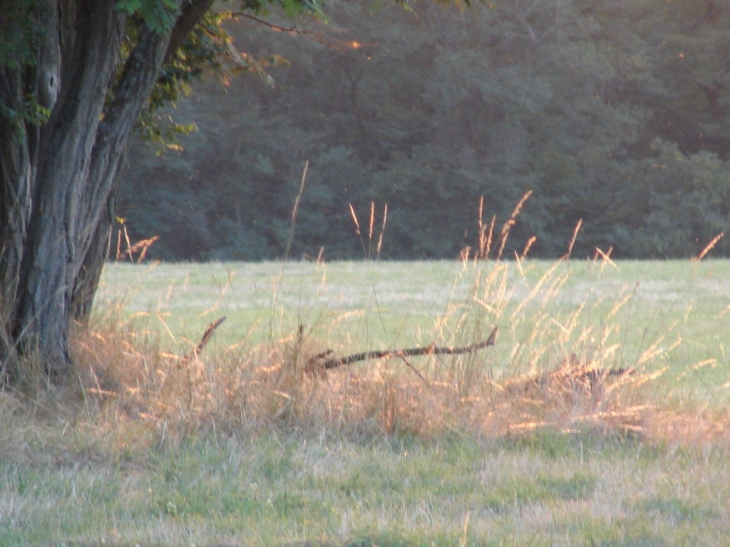 Paysage de campagne à Saint-Jean - Saint-Jean-des-Vignes