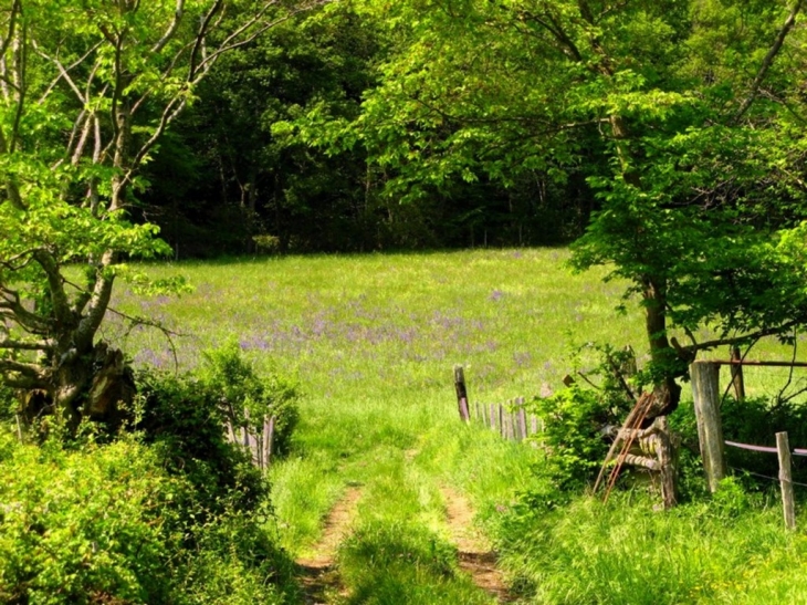 Le printemps s'éveille au bout du chemin - Saint-Loup