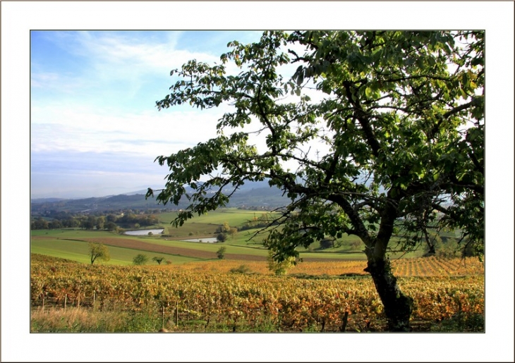 L'automne colore les vignes de Saint-Loup