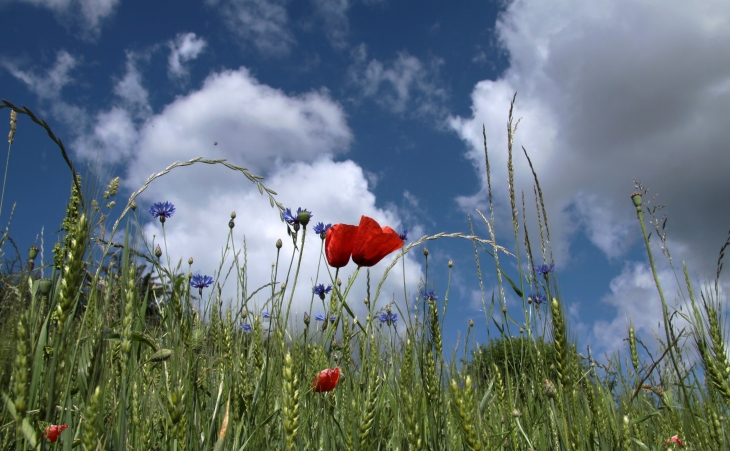 La nature s'en donne à coeur joie - Saint-Loup