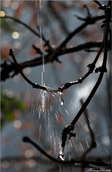 Même la pluie étincelle à Saint-Loup