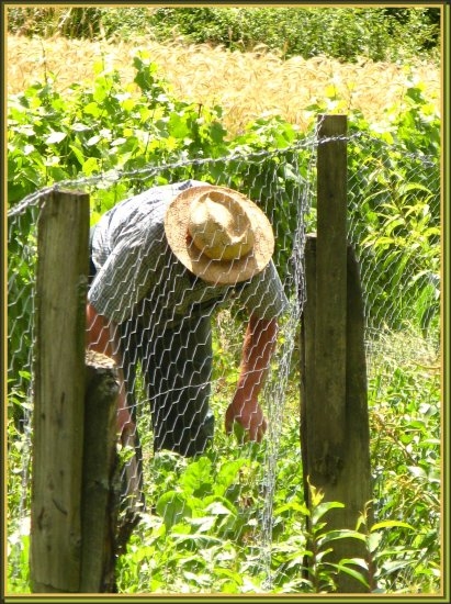 Les travaux des vignes - Saint-Loup