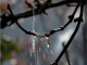 Même la pluie étincelle à Saint-Loup