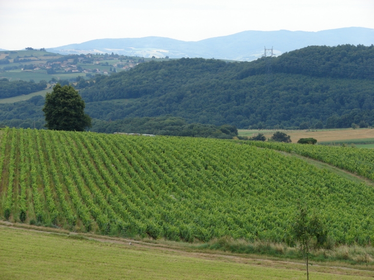 La Campagne environnante - Saint-Vérand