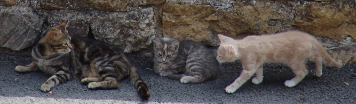 Les Chats du Village - Ternand