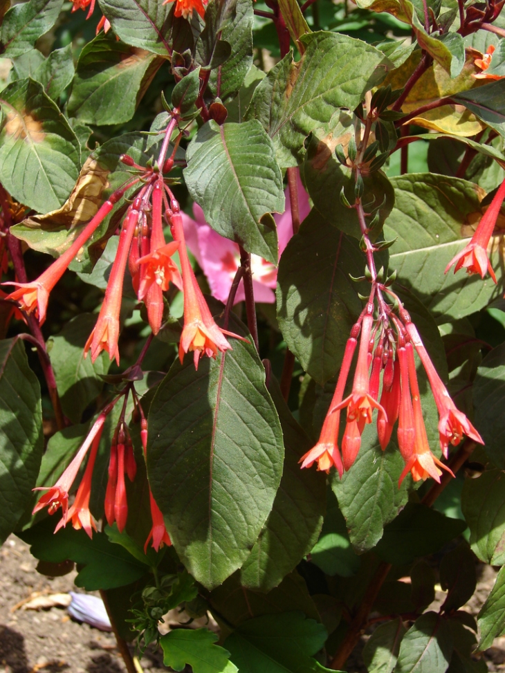 Les Fleurs de Ternand