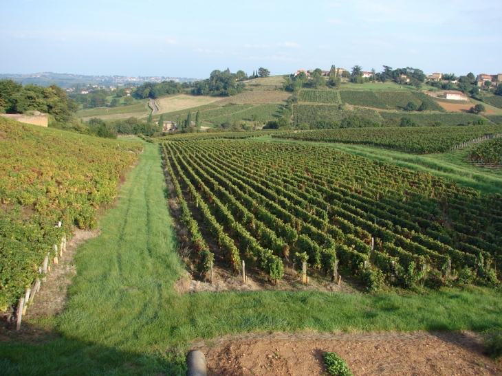 Le Vignoble à Cruix - Theizé