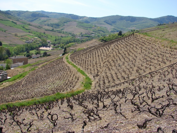 Vue sur le vignoble - Vaux-en-Beaujolais