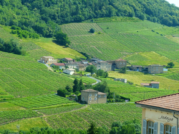 Vaux-en-Beaujolais. Vignes.