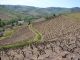 Vue sur le vignoble