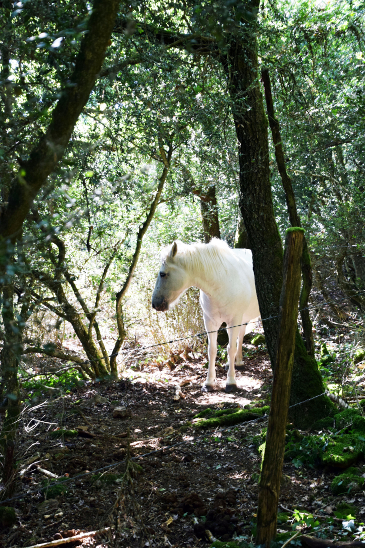 Cheval - Ville-sur-Jarnioux