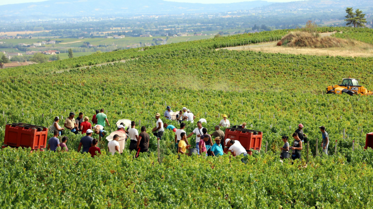 Vendanges à Bellevue - Villié-Morgon