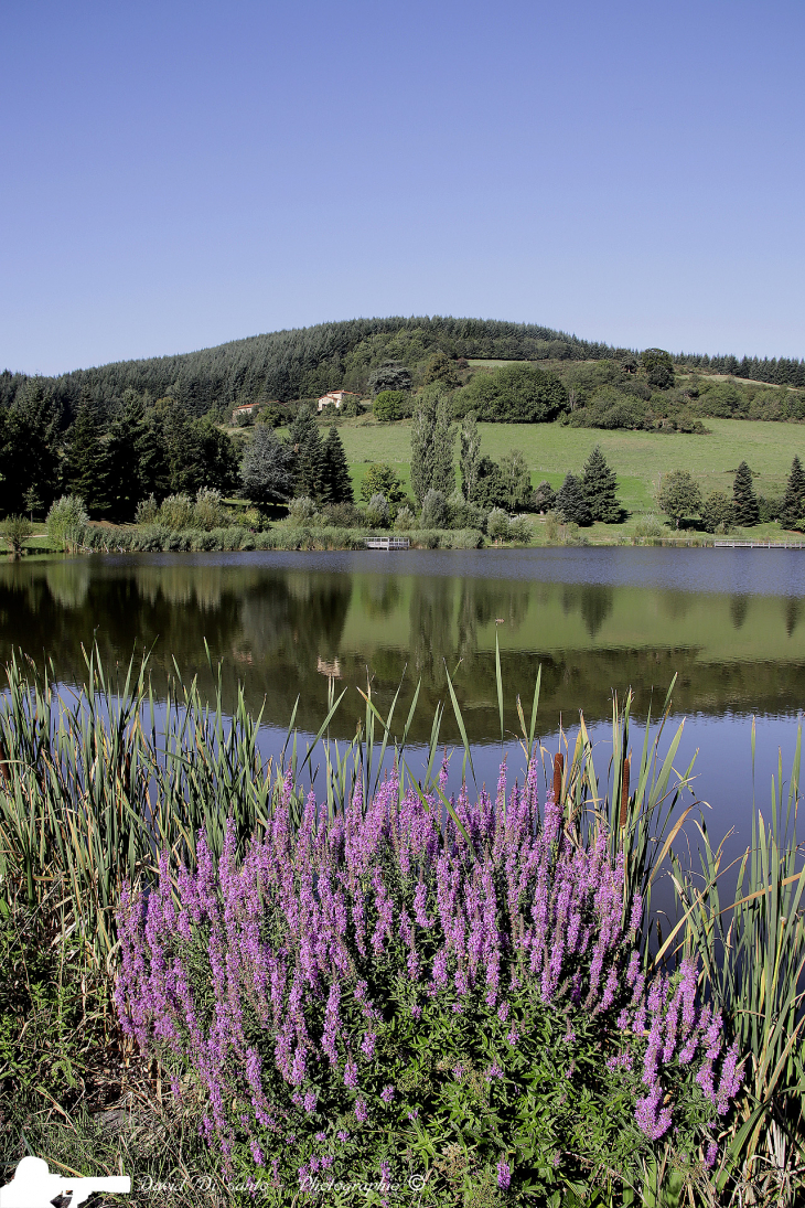 Vue du lac de Ronzey - Yzeron