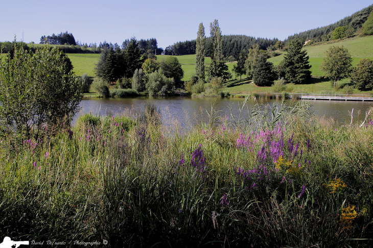 Vue du lac de Ronzey - Yzeron