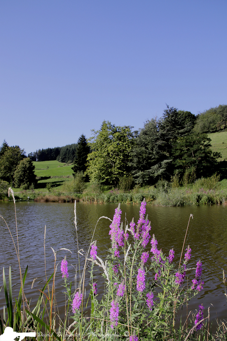 Vue du lac de Ronzey - Yzeron