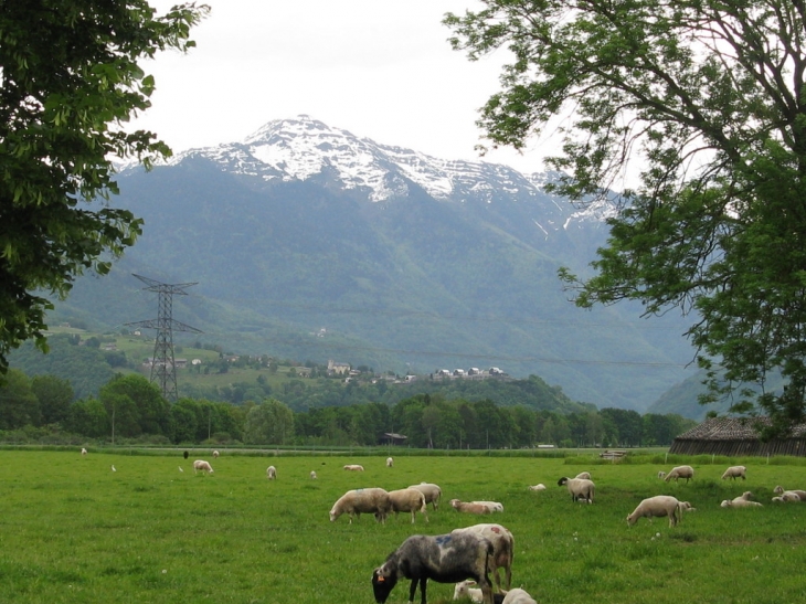 Aiton et ses moutons