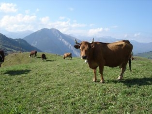 Vache - Beaufort - Albiez-Montrond