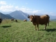 Vache - Beaufort