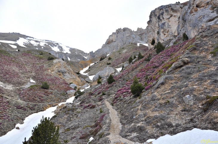 Bruyère Carnée - Grasse Combe - Aussois