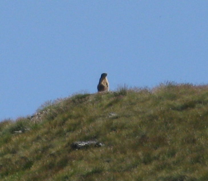 Marmotte sur le chemin des evettes - Bonneval-sur-Arc