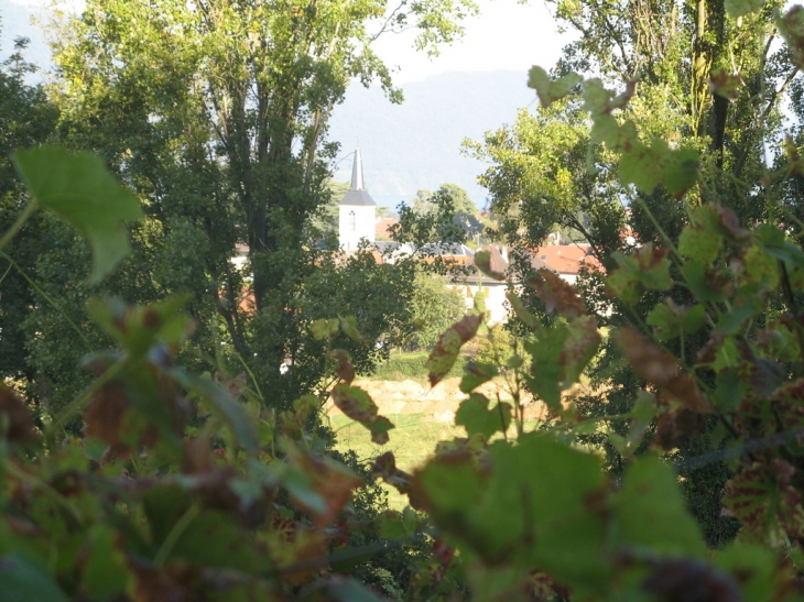 L'église vue depuis les vignes du château - Brison-Saint-Innocent