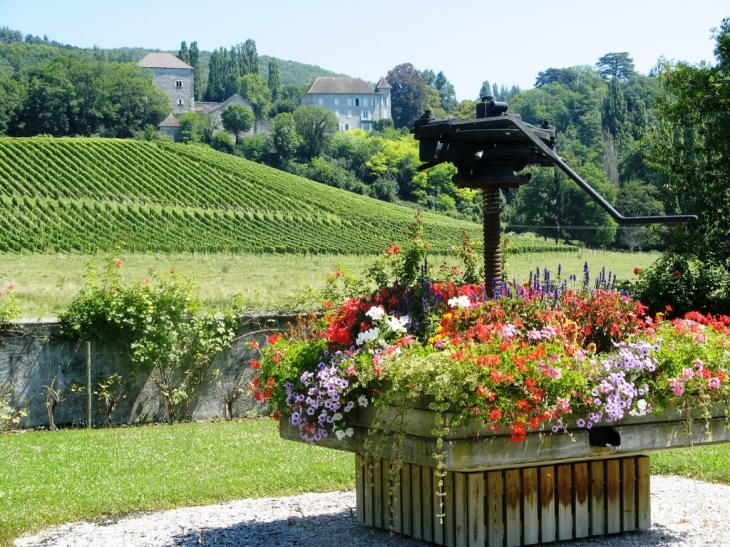 Les vignes du château - Brison-Saint-Innocent