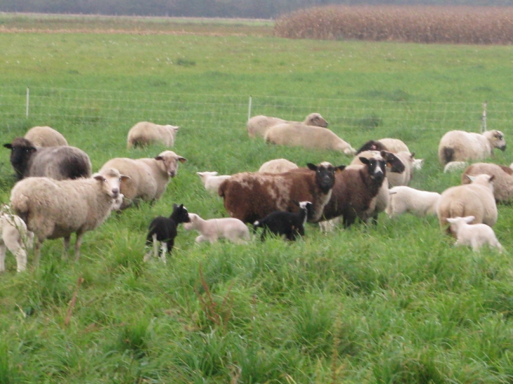 Les moutons d'aiton - Chambéry