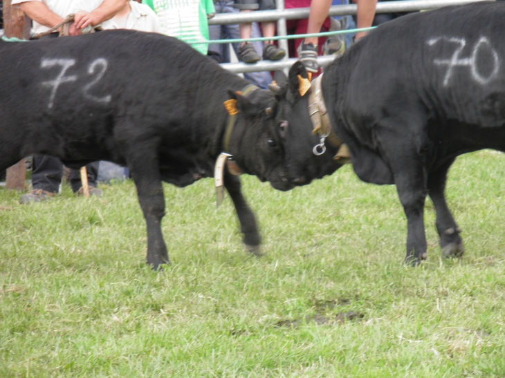 Combat des reines - Chamoux-sur-Gelon