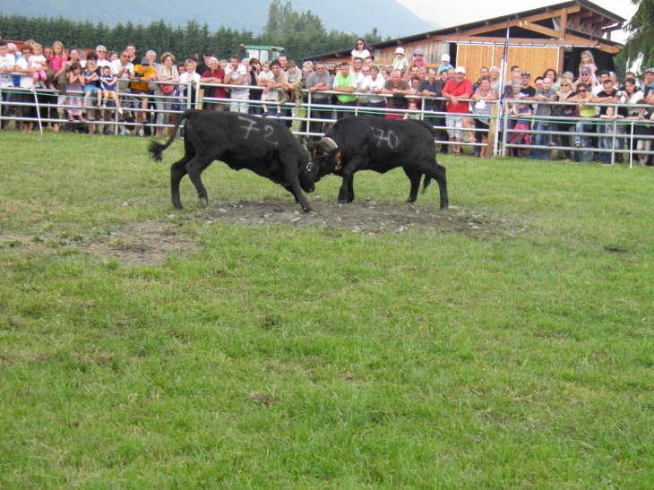 Combat des reines - Chamoux-sur-Gelon