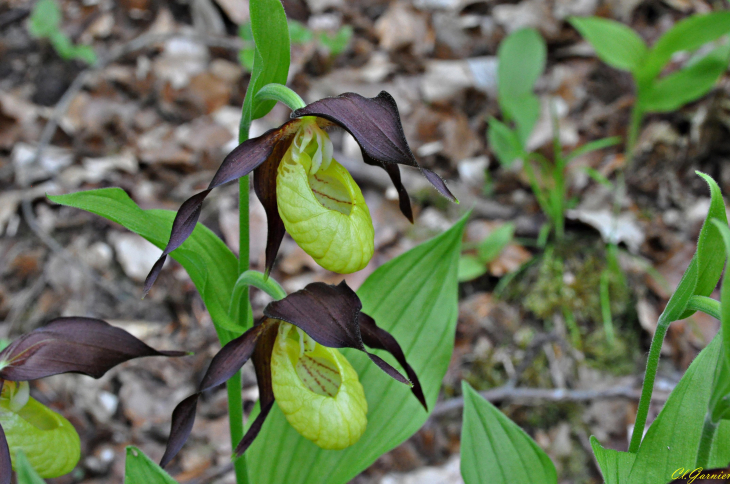 Sabot de Vénus ( Cypripedium calceolus ) - Fontcouverte-la Toussuire