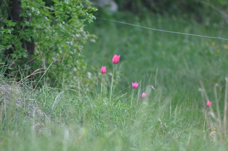 Tulipes de Montandré - Hermillon